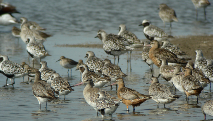 Visite 40 ans de la réserve naturelle de Moëze-Oleron